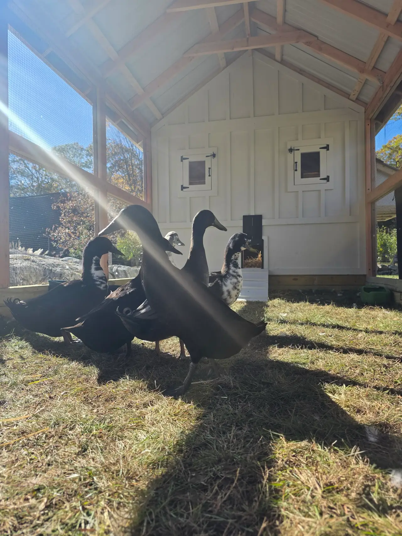 Ducks inside a finished, predator-proof duck coop built by Triano Farms in New Jersey